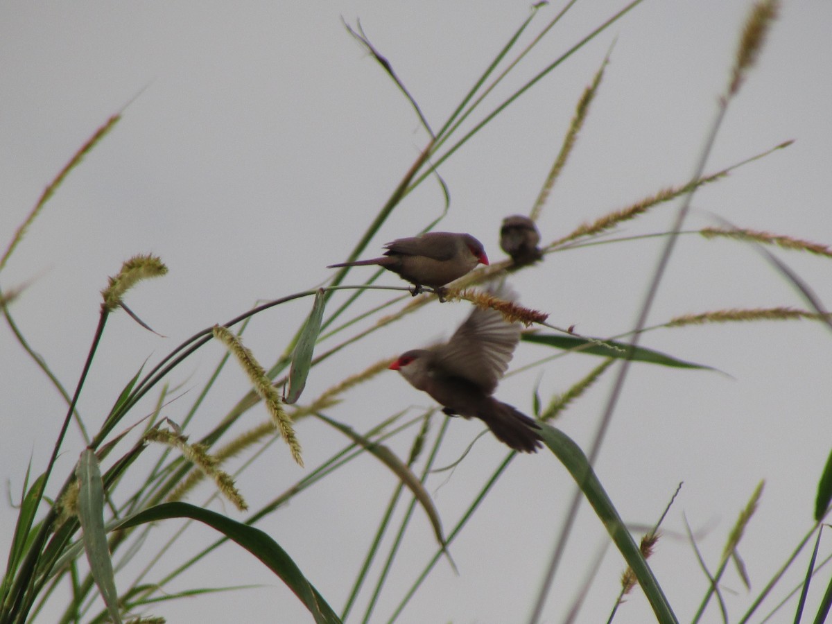 Common Waxbill - Miguel Angel