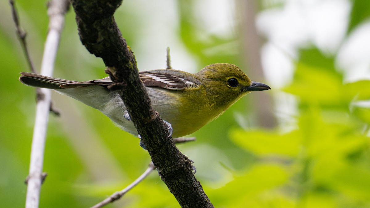 Yellow-throated Vireo - Dustin Wrolstad