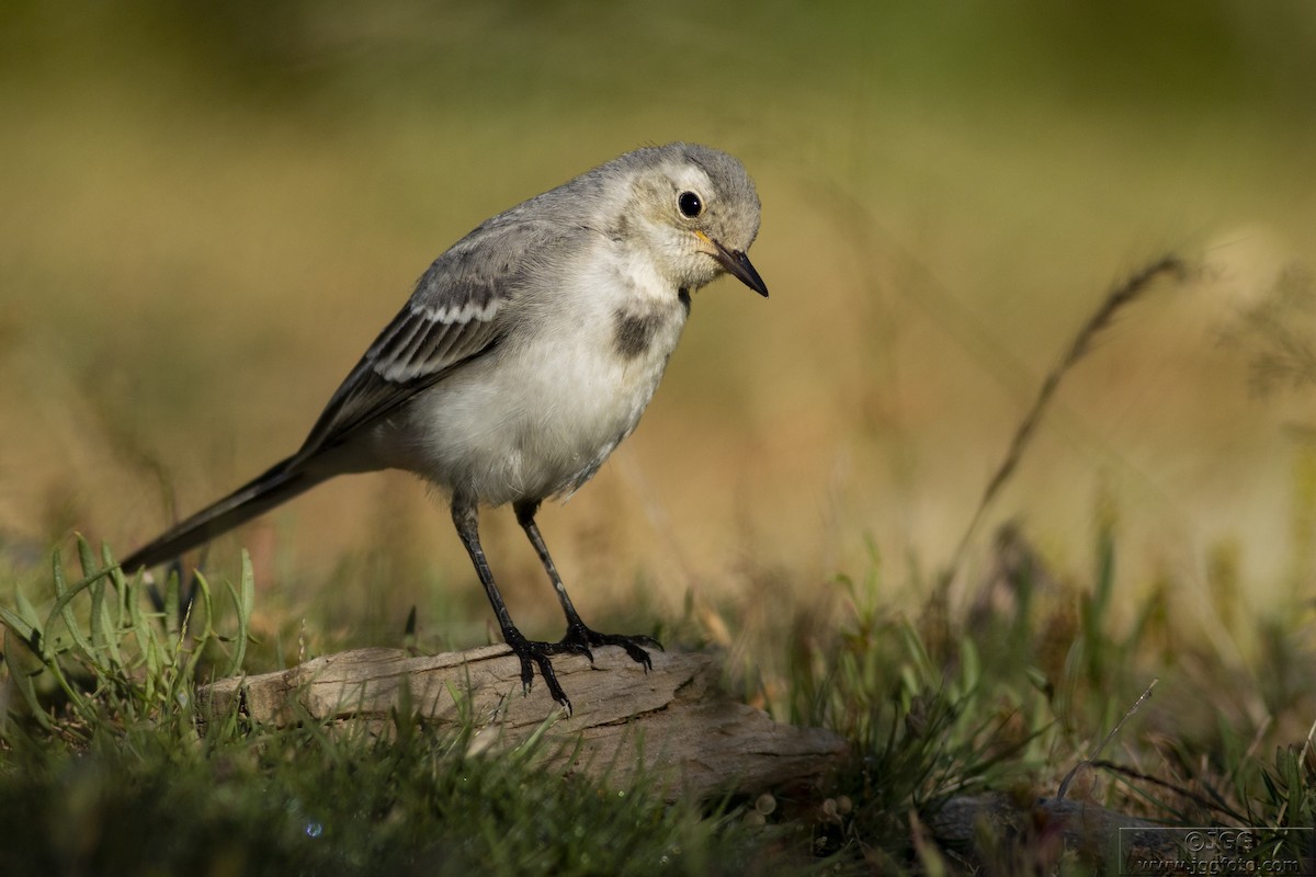 White Wagtail - ML619387268