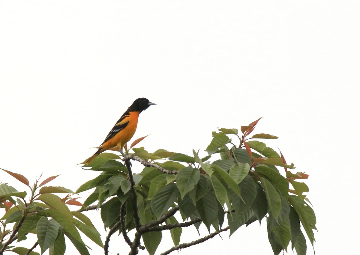 Baltimore Oriole - ML619387278