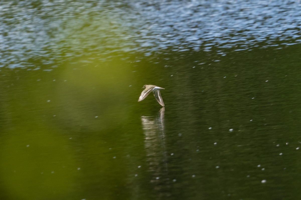 Common Sandpiper - Paul Beerman