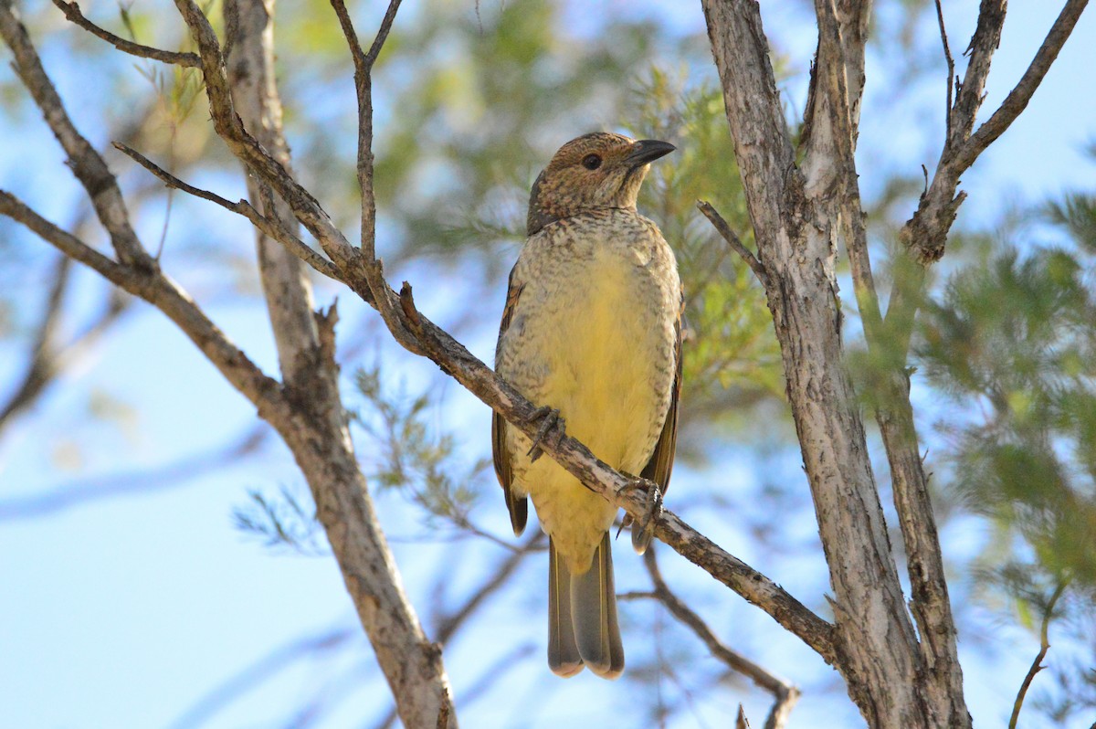 Spotted Bowerbird - ML619387283