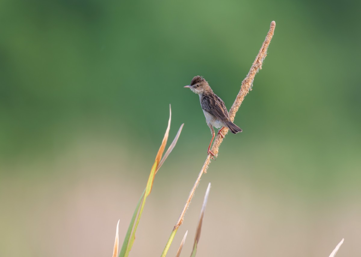 Zitting Cisticola - Heyn de Kock