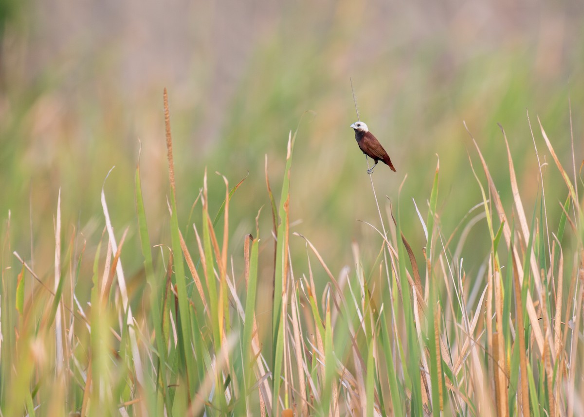 White-capped Munia - ML619387305