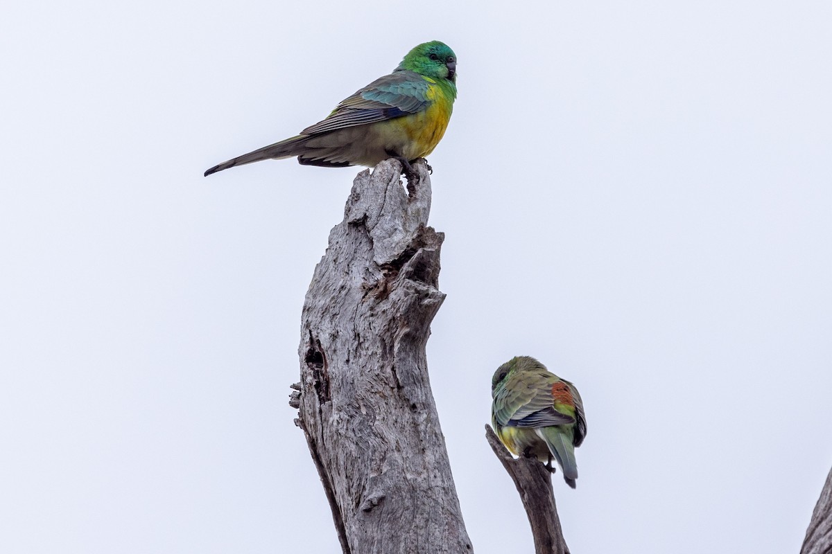 Red-rumped Parrot - Richard and Margaret Alcorn