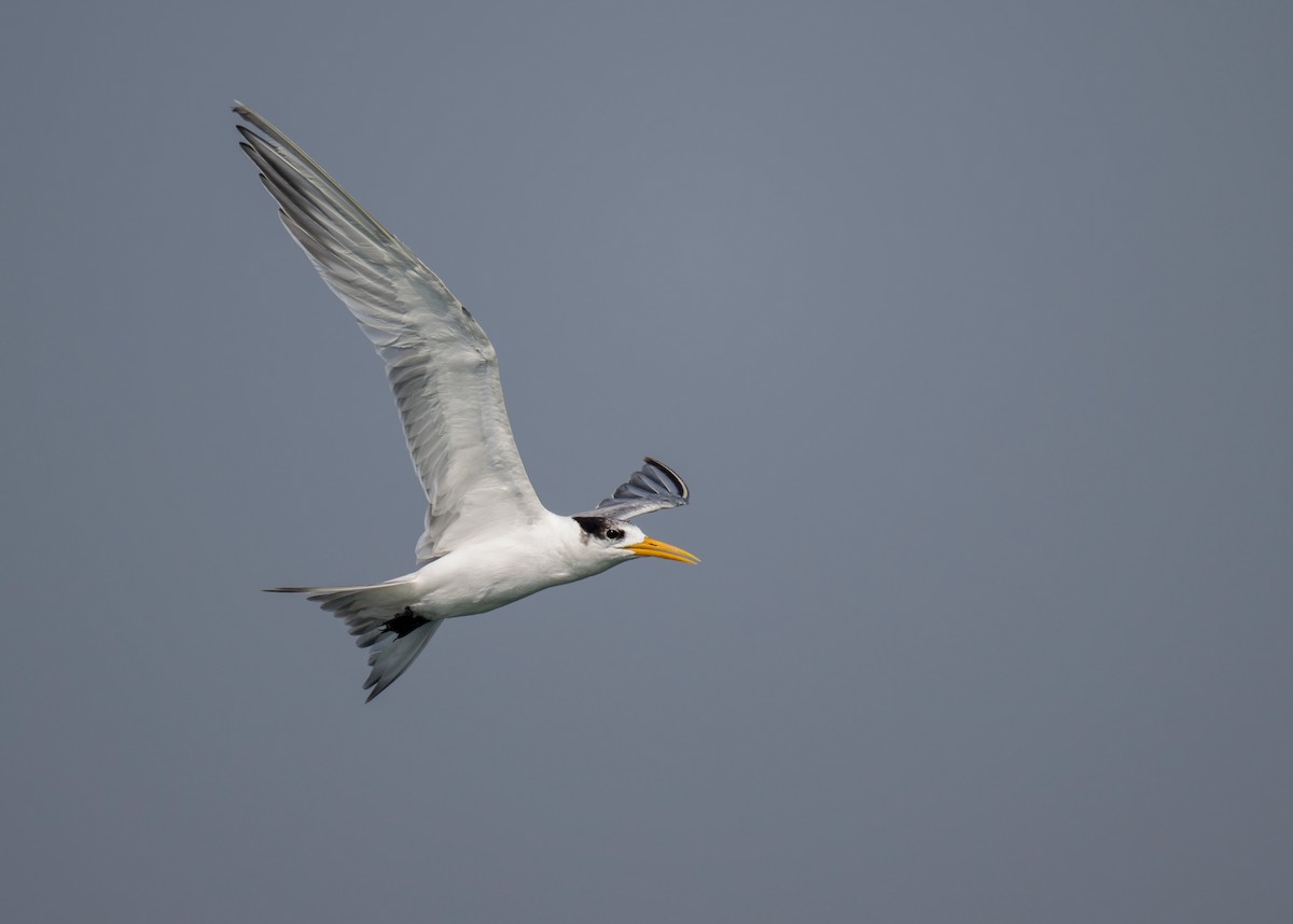 Lesser Crested Tern - Heyn de Kock