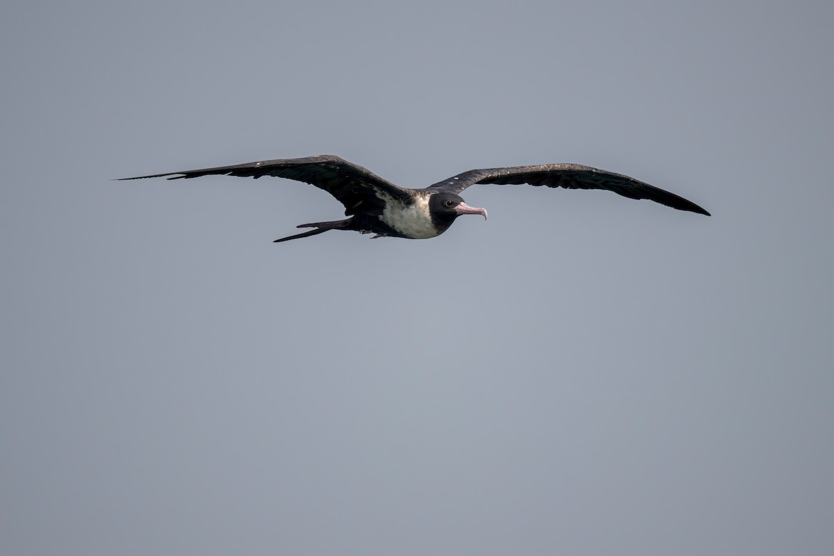 Lesser Frigatebird - Heyn de Kock