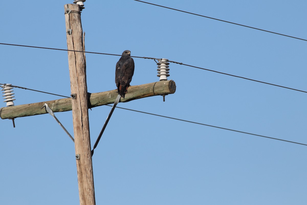 Jackal Buzzard - Dawie de Swardt