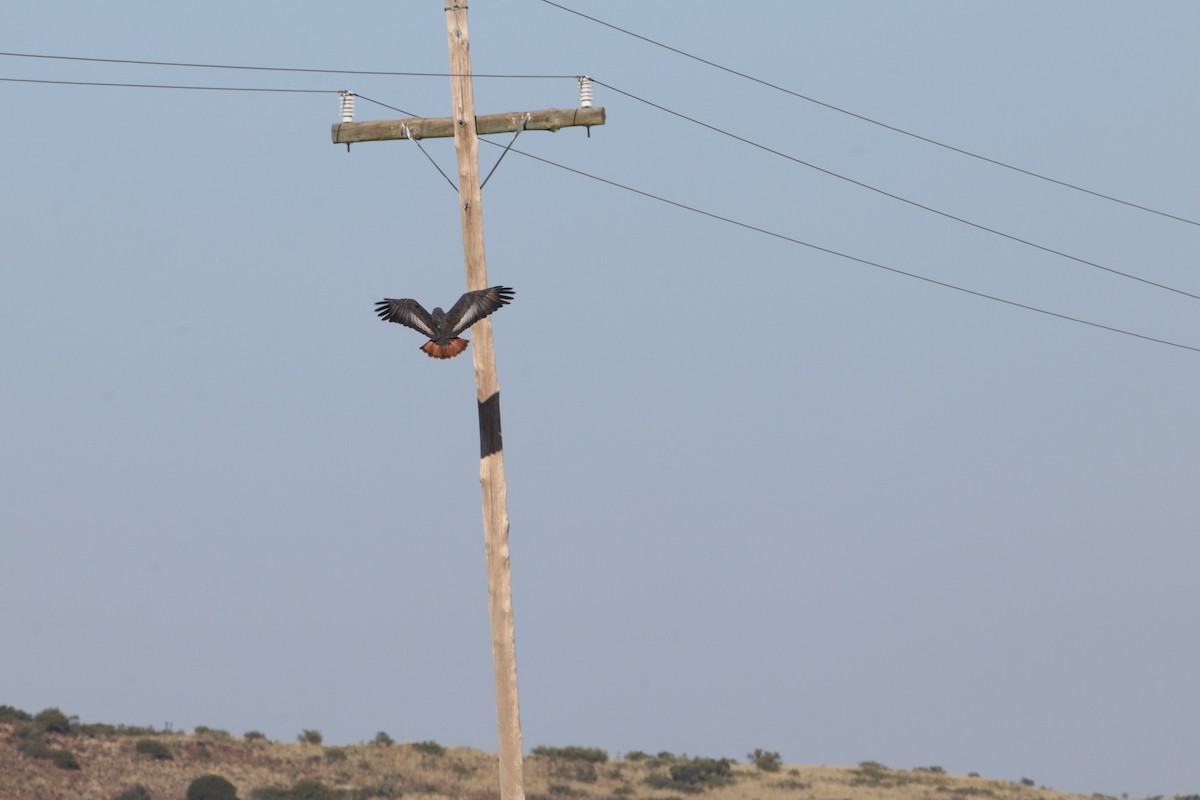 Jackal Buzzard - Dawie de Swardt