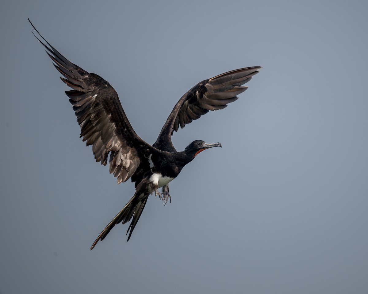 Christmas Island Frigatebird - Heyn de Kock