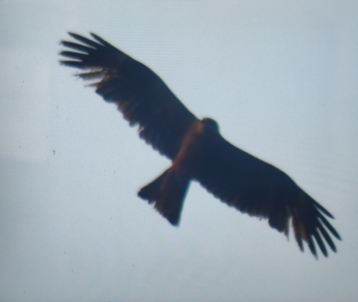 Black Kite - Carlos Herranz