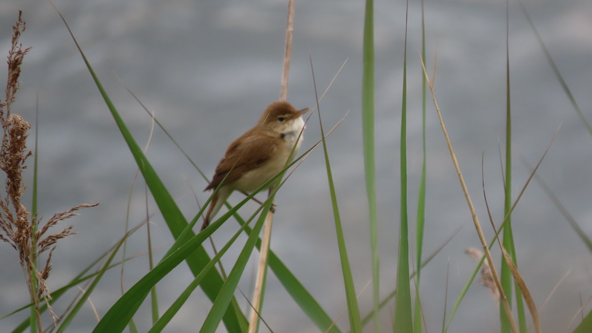 Common Reed Warbler - Josep Plaza