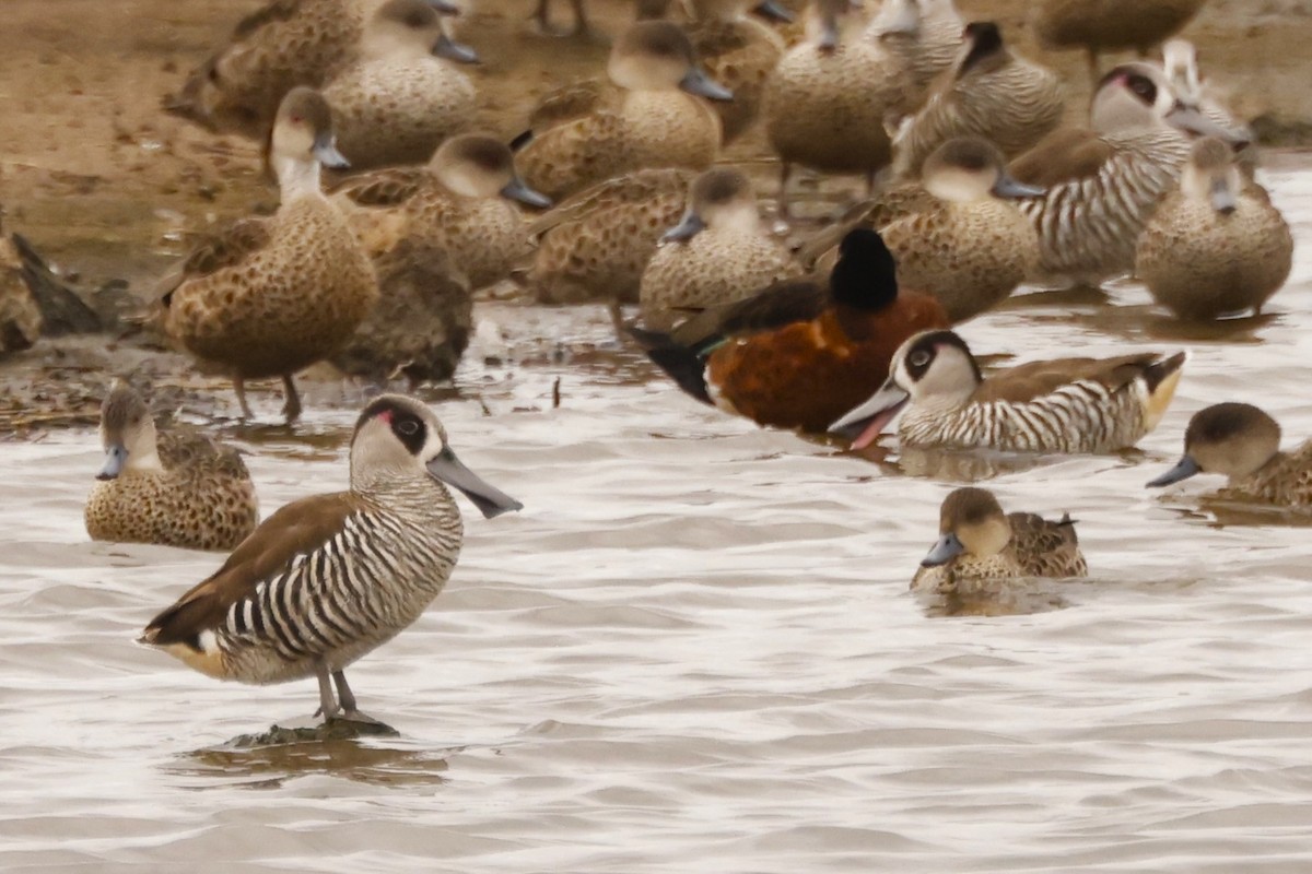 Pink-eared Duck - John Mills