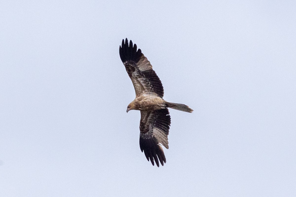 Whistling Kite - Richard and Margaret Alcorn