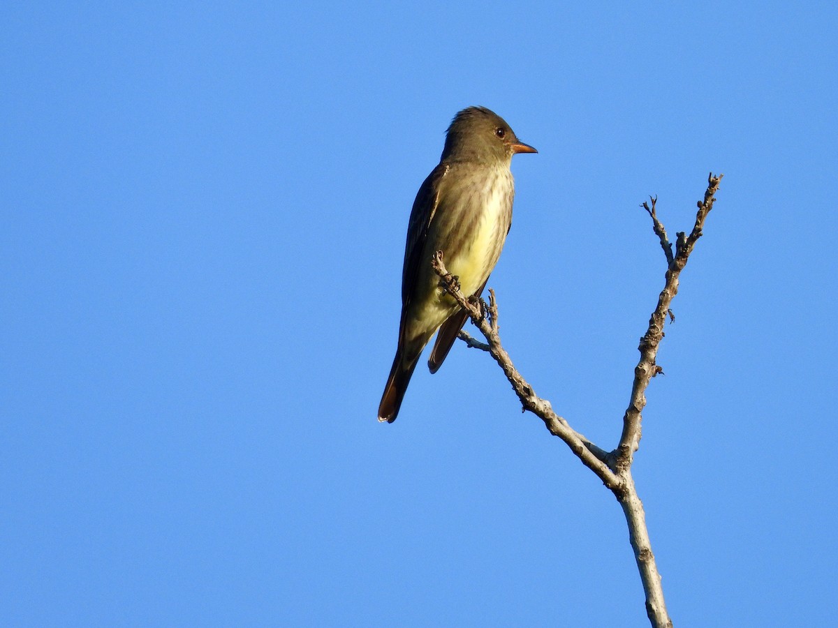 Olive-sided Flycatcher - AiLeng Chan