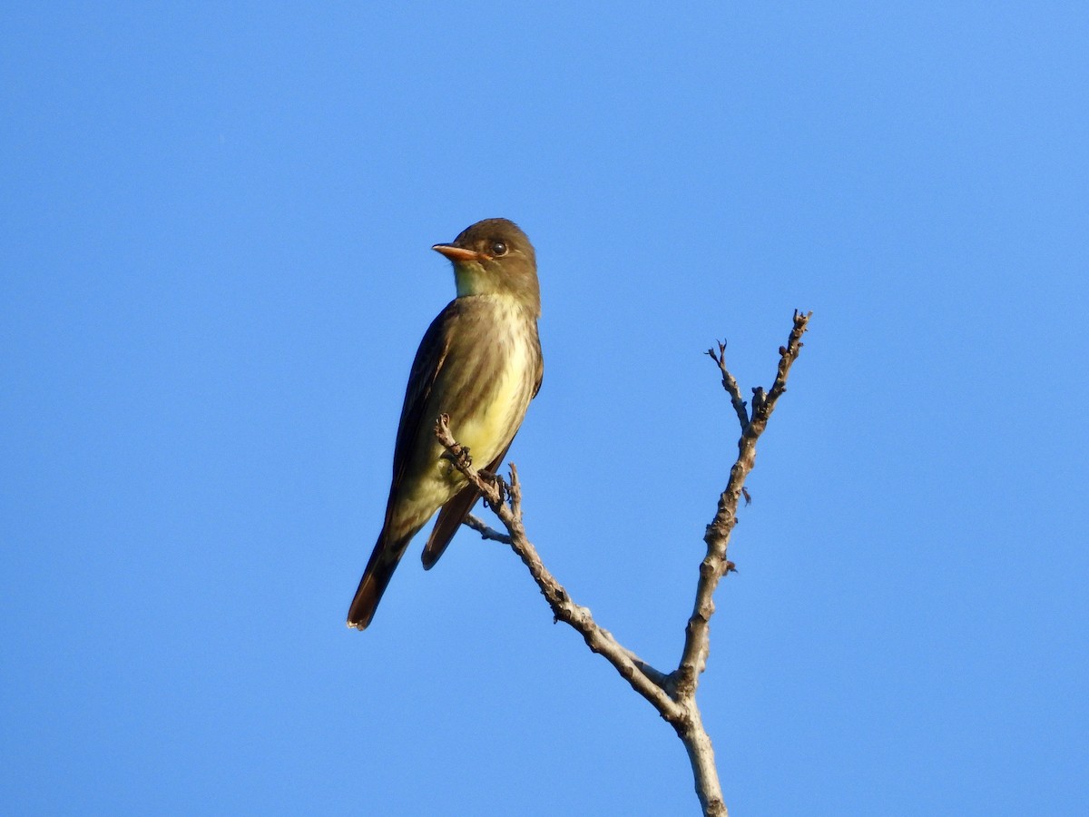 Olive-sided Flycatcher - AiLeng Chan