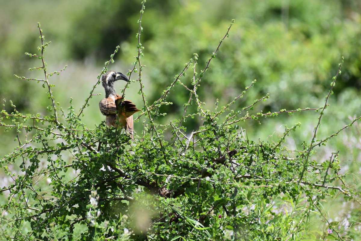 African Gray Hornbill - Chris Kieu