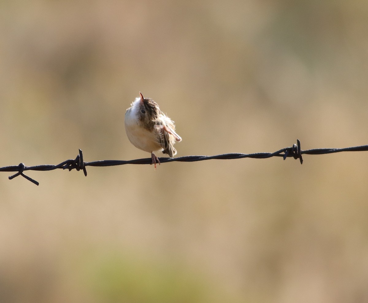 Desert Cisticola - Dawie de Swardt