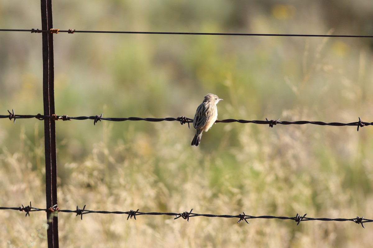 Desert Cisticola - Dawie de Swardt