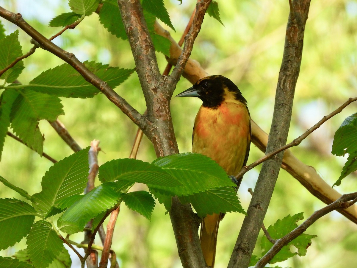 Baltimore Oriole - AiLeng Chan