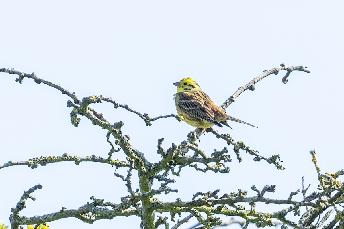 Yellowhammer - ML619387420