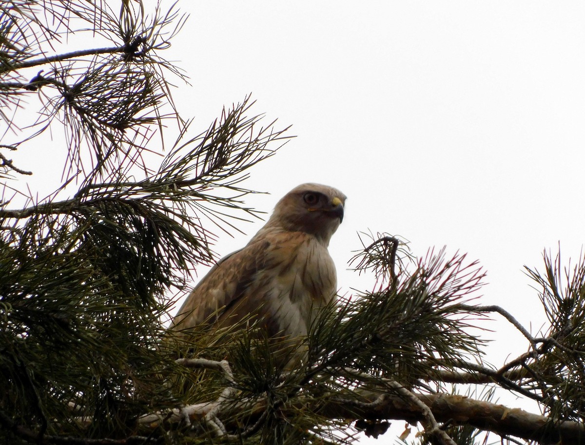 Long-legged Buzzard - ML619387425