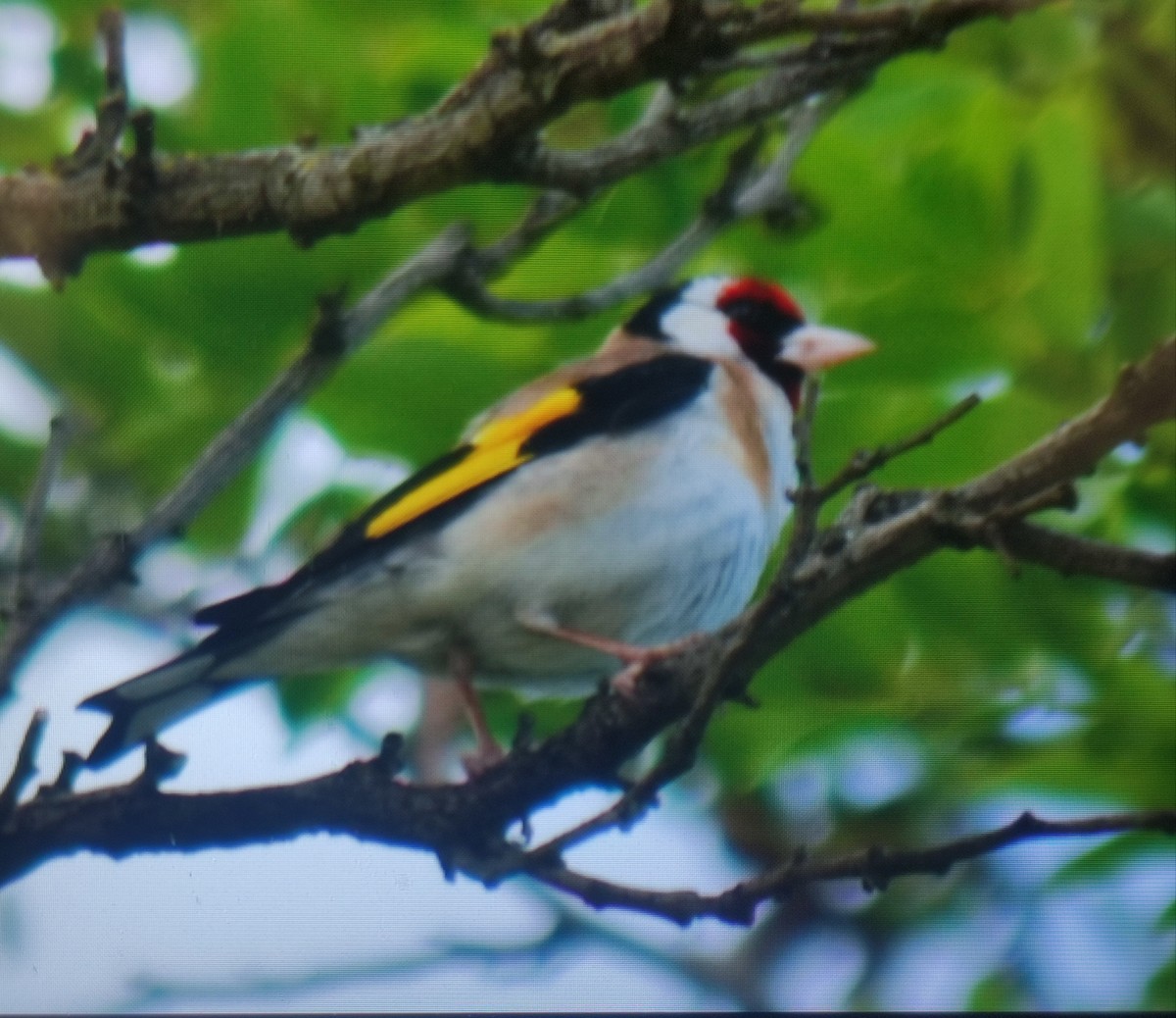 European Goldfinch - Carlos Herranz