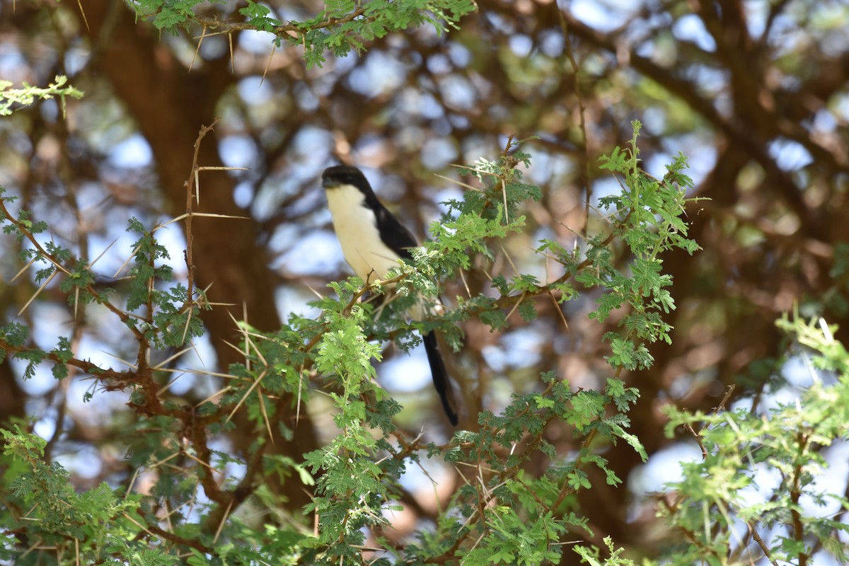 Long-tailed Fiscal - ML619387431