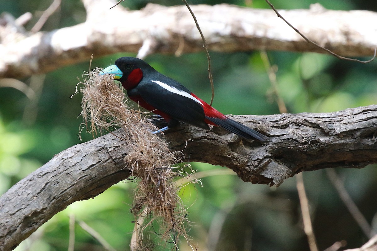 Black-and-red Broadbill (Black-and-red) - Neil Osborne