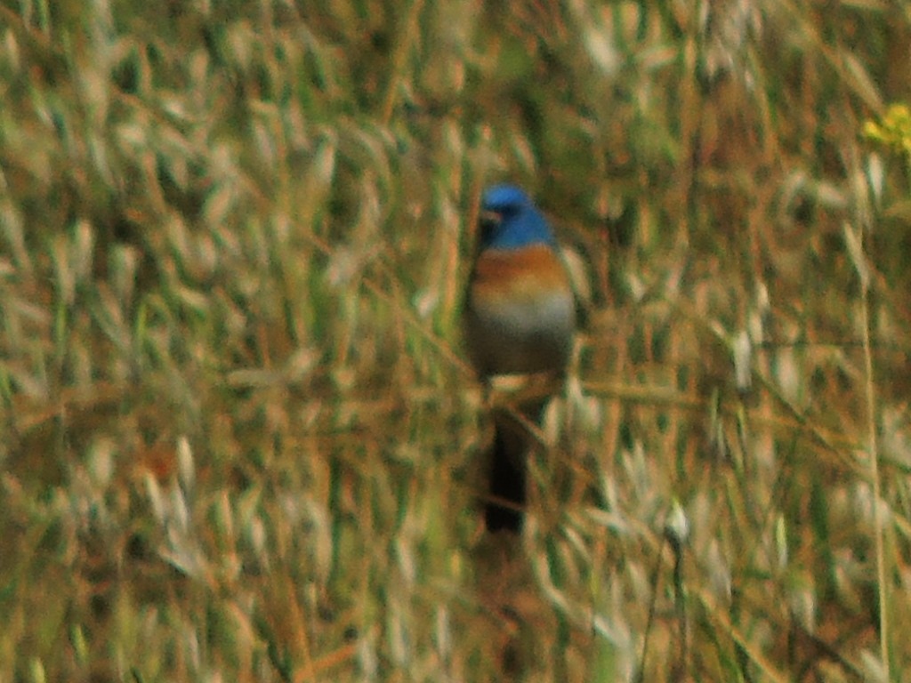 Lazuli Bunting - Mike Hall