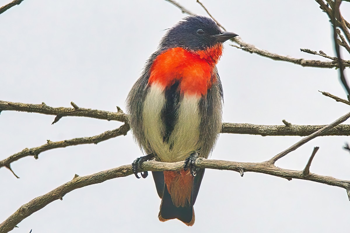 Mistletoebird - Alfons  Lawen