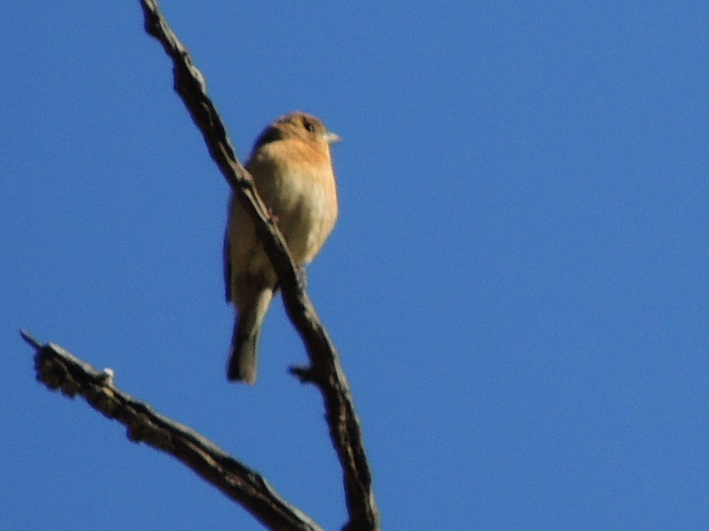 Lazuli Bunting - Mike Hall