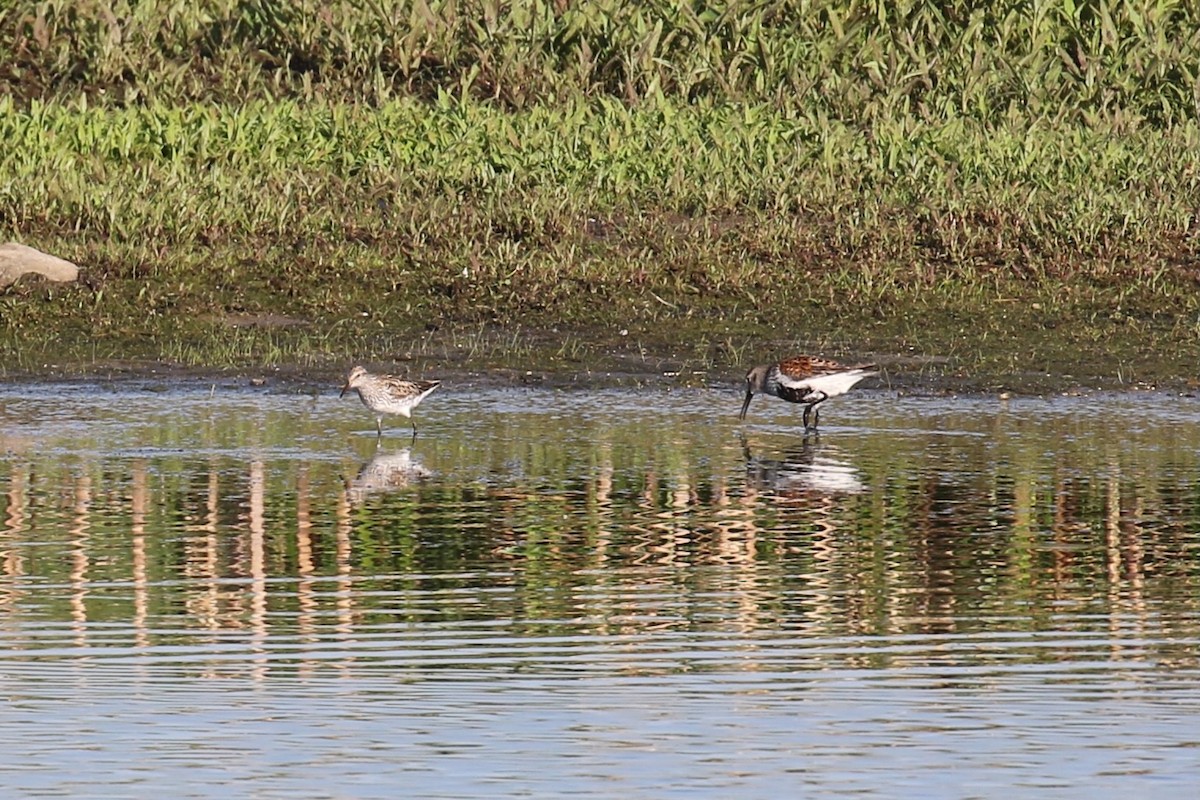 White-rumped Sandpiper - Jeremy Nance