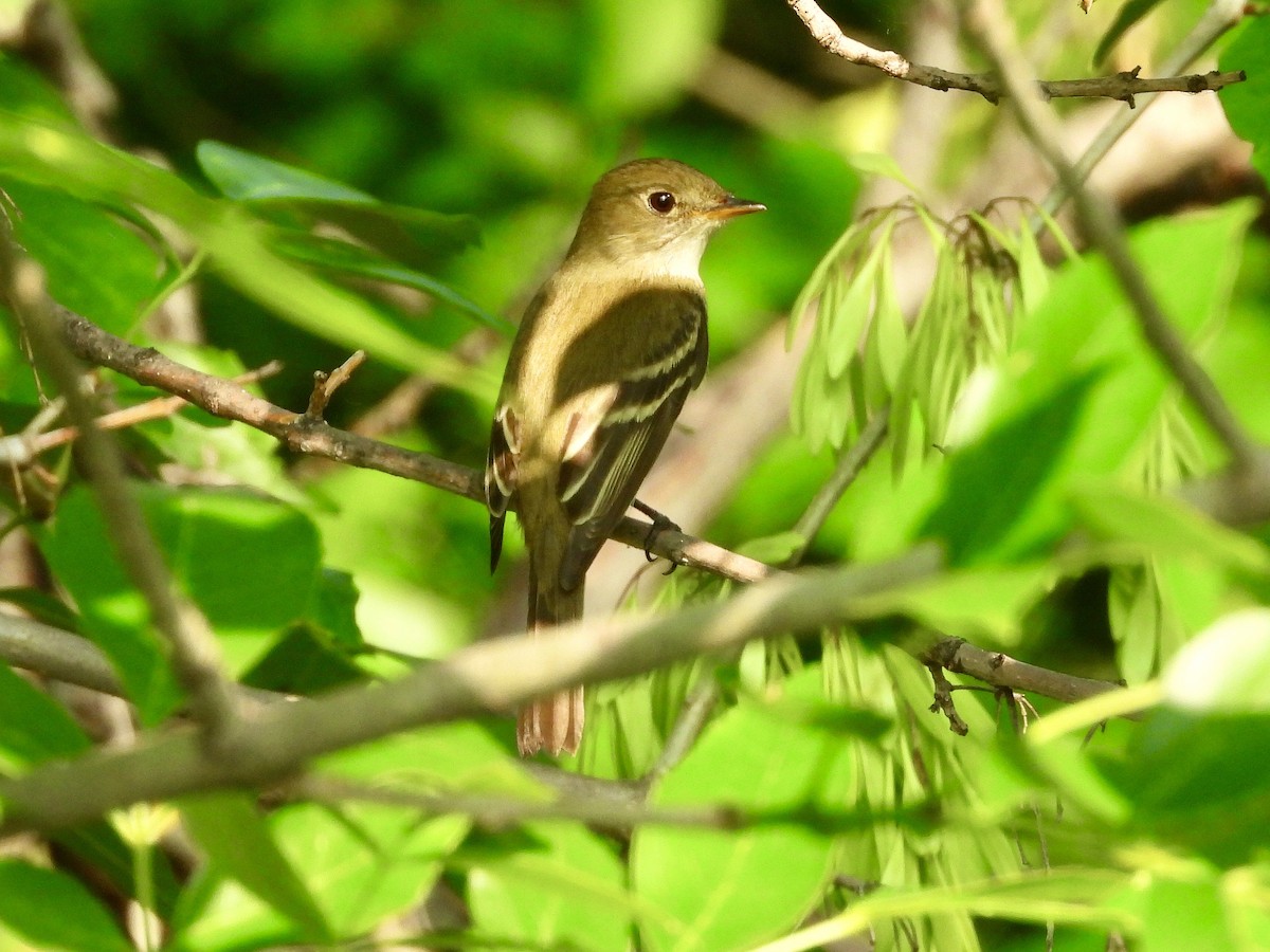 Willow Flycatcher - ML619387453