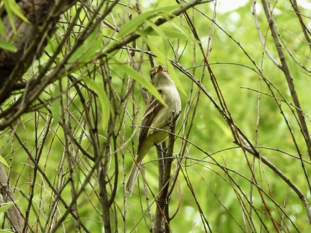 Alder Flycatcher - ML619387456