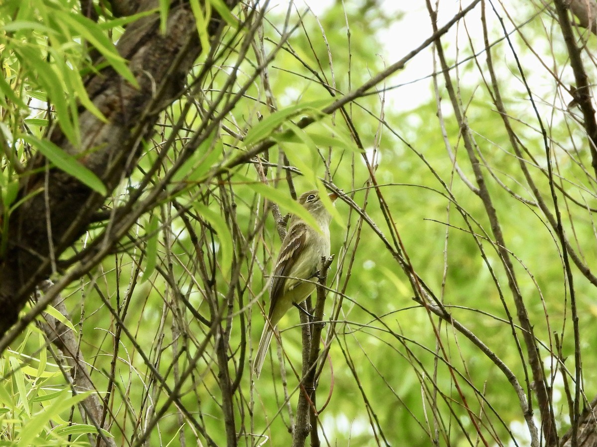 Alder Flycatcher - AiLeng Chan