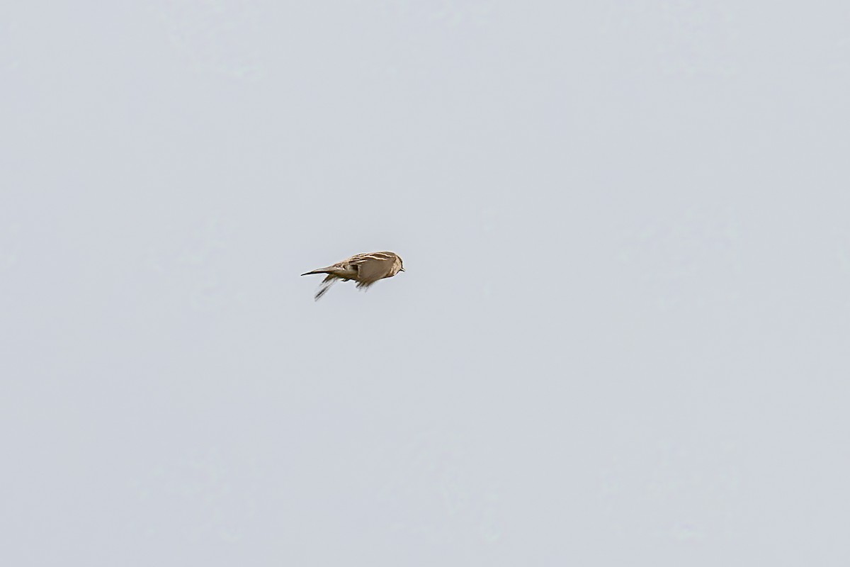 Lesser Redpoll - Paul Beerman