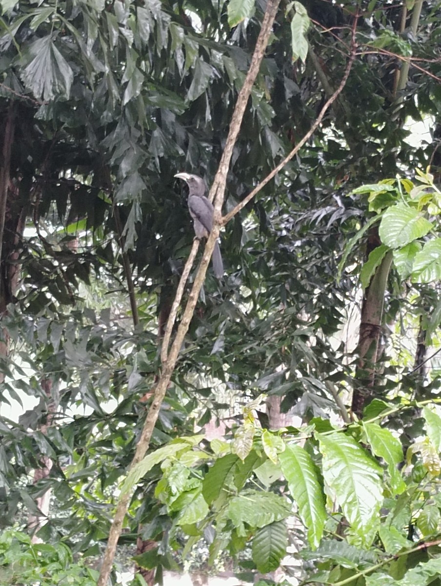 Malabar Gray Hornbill - Manasvini S