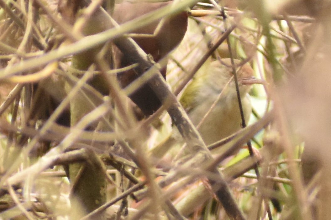 Common Tailorbird - Dilip Savalia