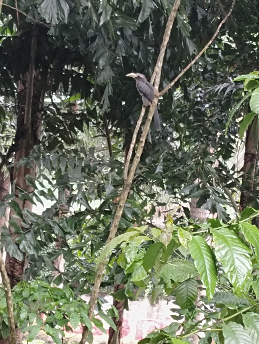 Malabar Gray Hornbill - Manasvini S