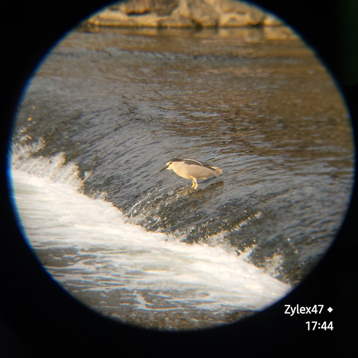 Black-crowned Night Heron (Eurasian) - Dusky Thrush