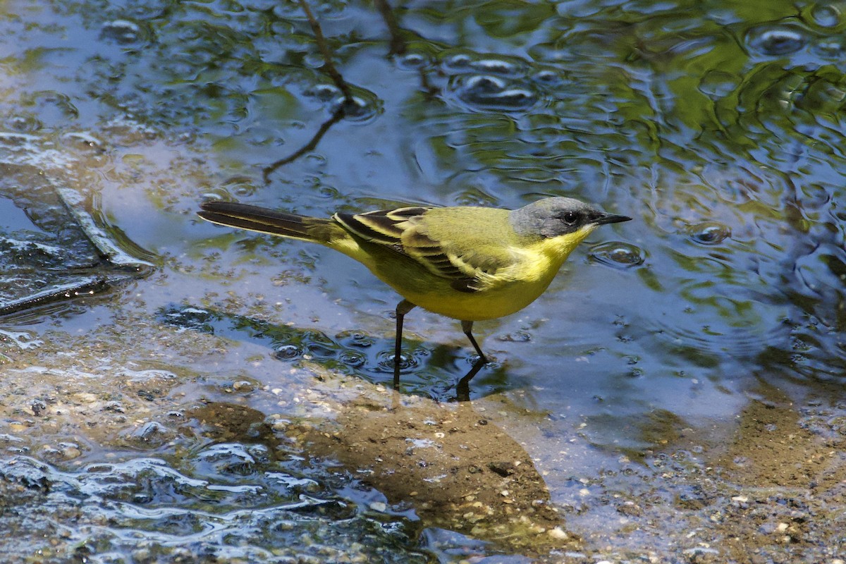 Eastern Yellow Wagtail (Manchurian) - Fran Kim