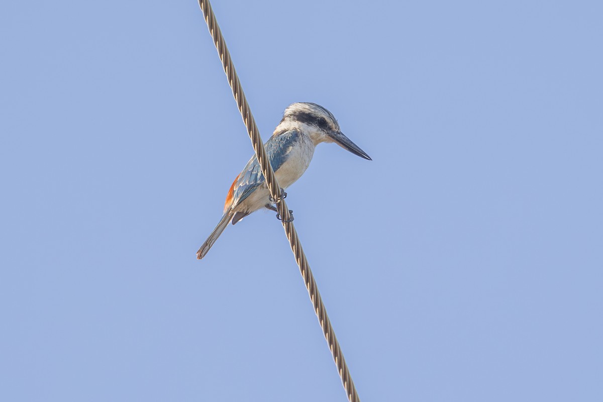 Red-backed Kingfisher - Dana Cameron