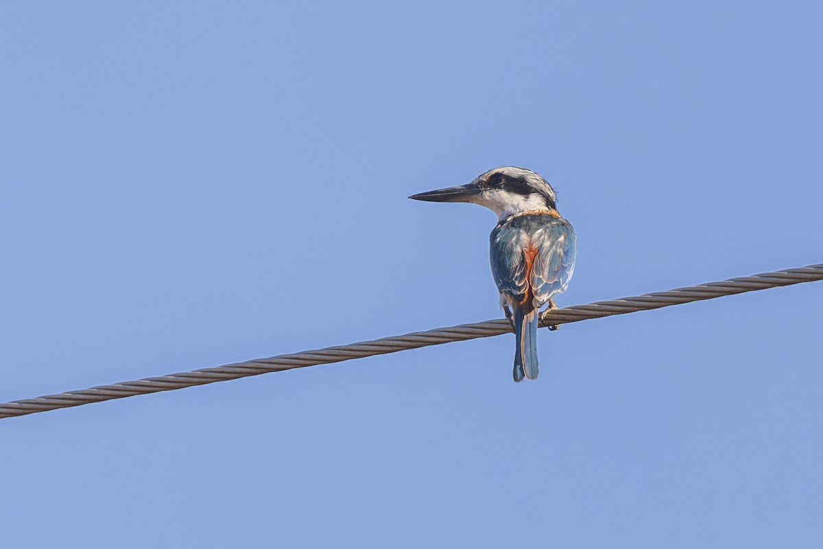 Red-backed Kingfisher - Dana Cameron