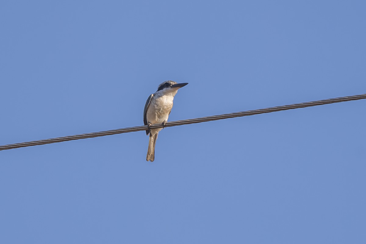 Red-backed Kingfisher - ML619387531