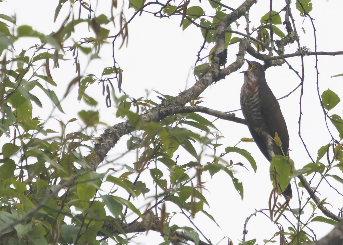 Large Hawk-Cuckoo - Ayuwat Jearwattanakanok