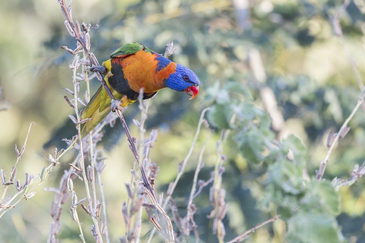 Red-collared Lorikeet - ML619387546