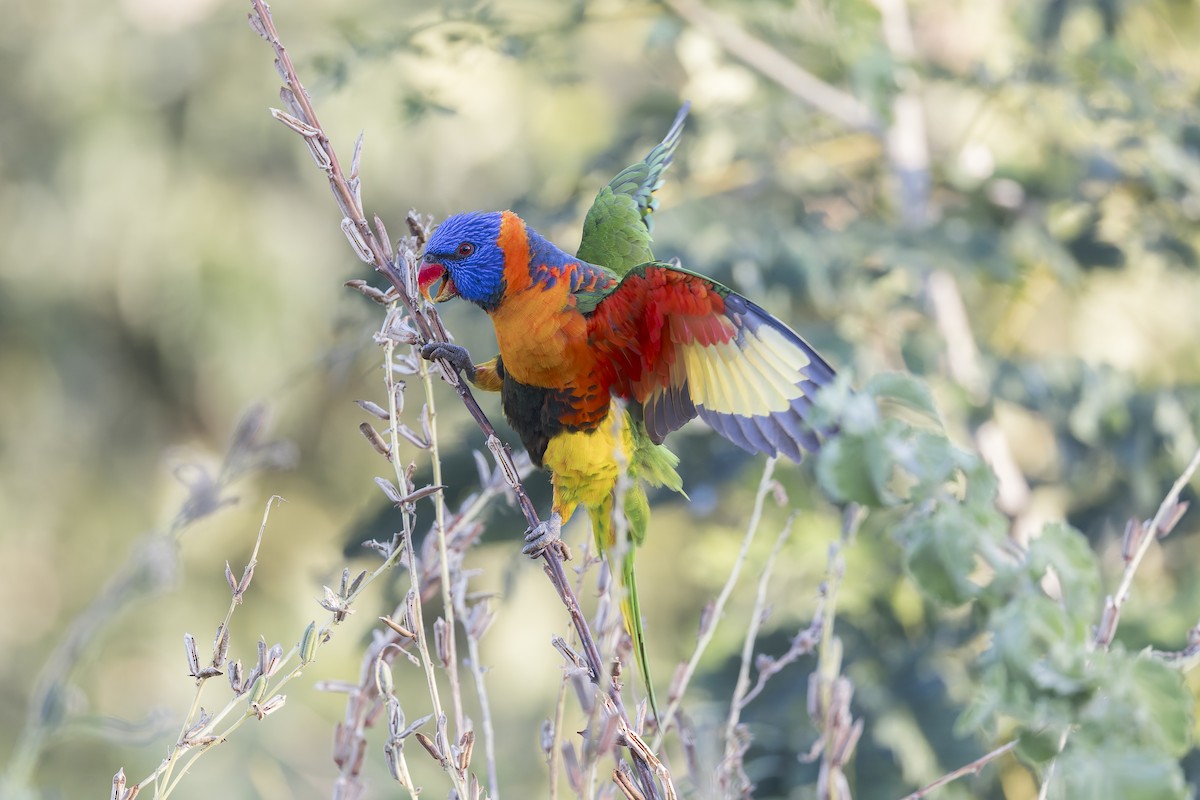 Red-collared Lorikeet - Dana Cameron