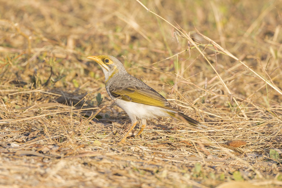 Yellow-throated Miner - Dana Cameron