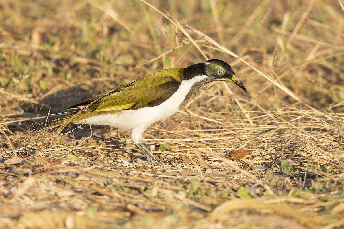 Blue-faced Honeyeater - Dana Cameron